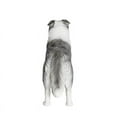 thumbnail image 6 of Petorama Handmade Border Collie Resin Statue 1-6 in Gray, 6 of 9