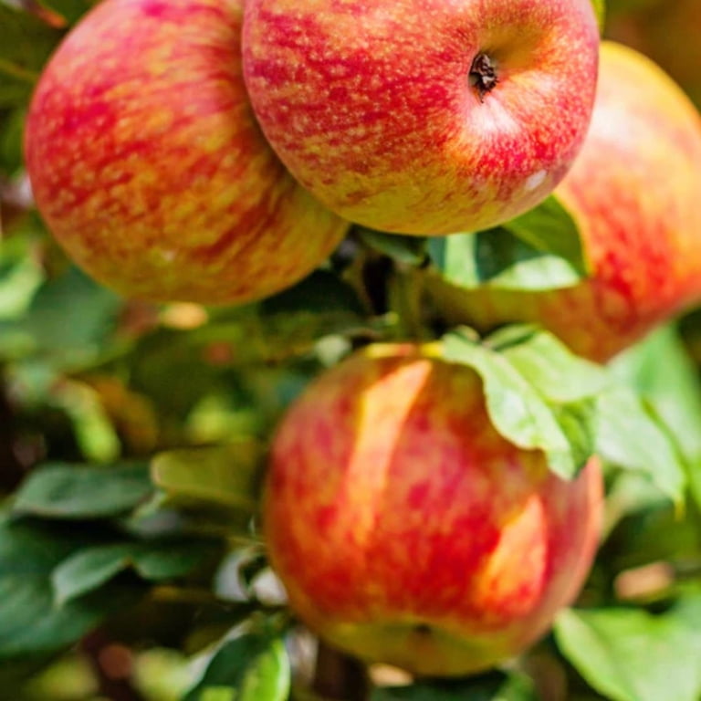 Expert Gardener 1-2 ft. tall Honey Crisp Apple Live Tree in 1