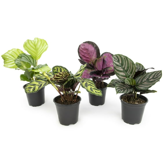 ELEMENT BY ALTMAN PLANTS 4 PACK OF 4.25" Calathea Prayer Plants Live House Plants Kit, Calathea Plant Live Indoor Plants Live Houseplants, Live House Plants Indoors, Live Indoor House Plants Live