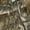 RTEDGE, variant on Realtree Ladies Micro Fleece Sleep Pant