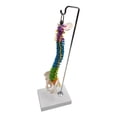 thumbnail image 1 of maskred Flexible Spine Model for School Biology Demonstration Class  Anatomical with Pelvis Hanging, 1 of 1