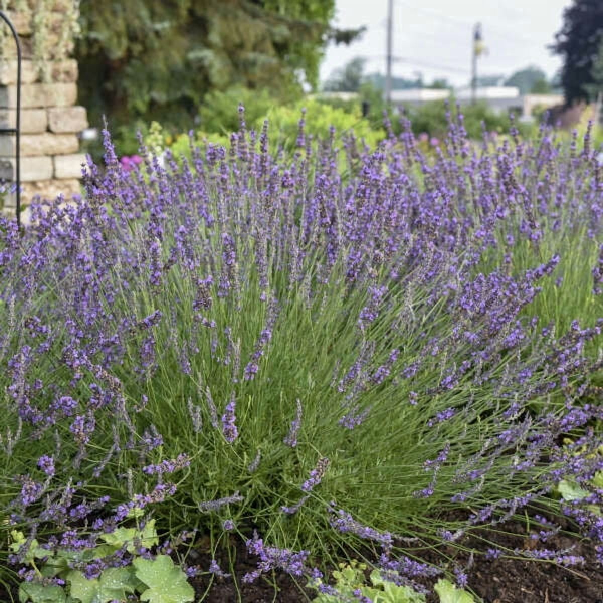 Phenomenal® Lavender Live Plants, Fragrant Purple Blooms