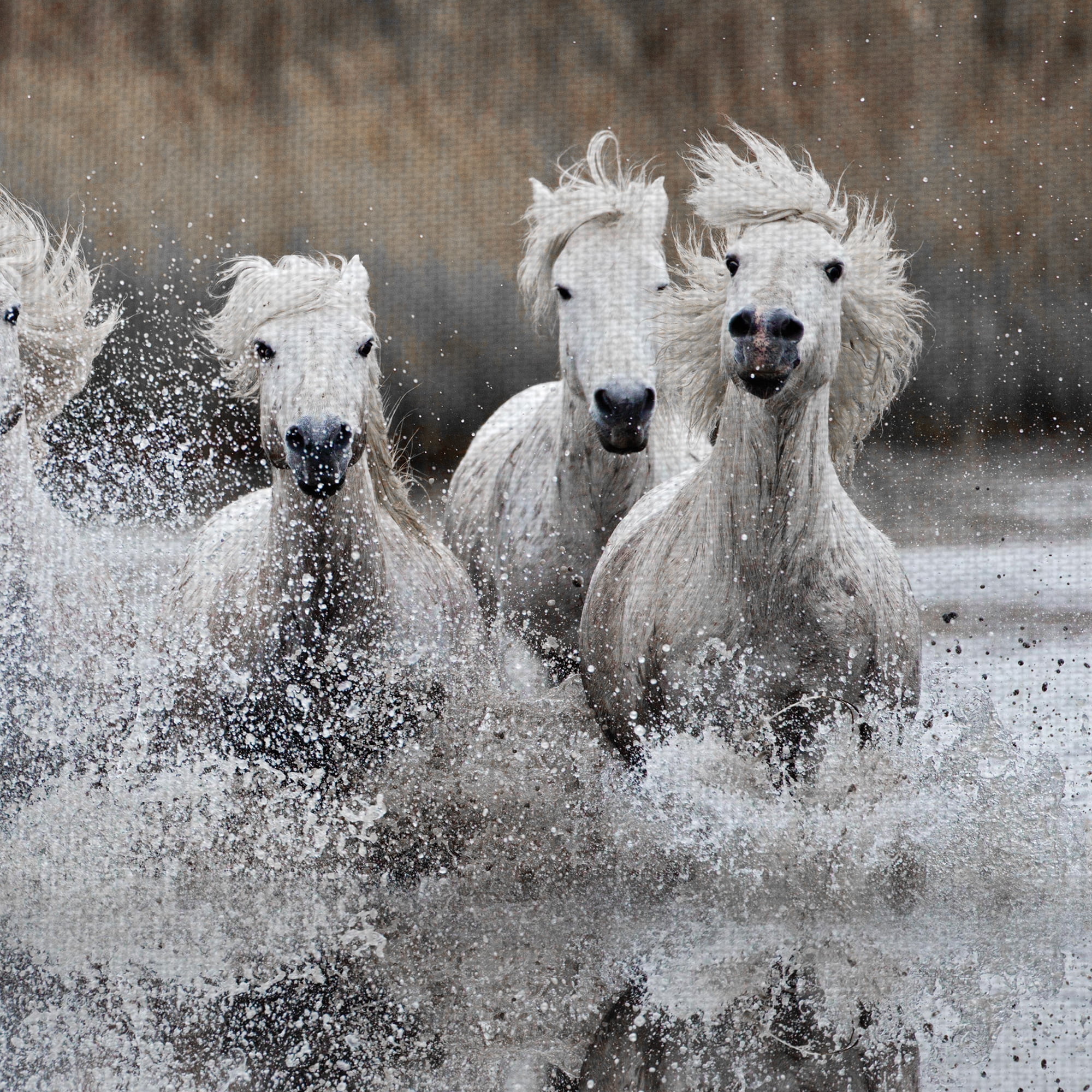 Masterpiece Art Gallery Camargue Horse Reflection by A. Jones Canvas Photo Art Print 24" x 24"