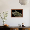 thumbnail image 4 of Uromastyx Ornata Ornate Mastigure, Ornate Dabb Lizard, Framed Art Print Wall Art by Paul Starosta Sold by ArtCom, 4 of 6