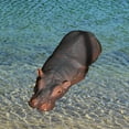 thumbnail image 6 of Miulika Floating Resin Animal Figurine Waterproof Statue for Outdoor Backyards Patio Hippo, 6 of 8