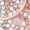 Cream, variant on 2 PCS Women's Rose Flower Shoe Clips Detachable Wedding Shoe Embellishment for Flats Cream 2.36*2.36 inches