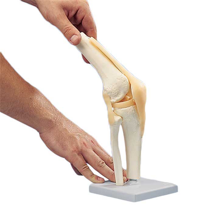 Functional Knee Joint Model - Walmart.com - Walmart.com