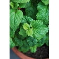thumbnail image 5 of RedCrocus Lemon Balm Herb | Fragrant, Lemon-Scented Leaves | Ideal for Culinary, Tea & Landscaping | Non-Toxic, Pollinator Friendly | Indoor & Container 4.5" Pot (Pack of 5), 5 of 20