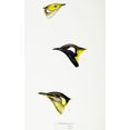 thumbnail image 2 of Gould, John 13x18 Gold Ornate Wood Framed with Double Matting Museum Art Print Titled - White-plumed Honeyeater-White-eared Honeyeater and Yellow-eared Honeyeater, 2 of 4