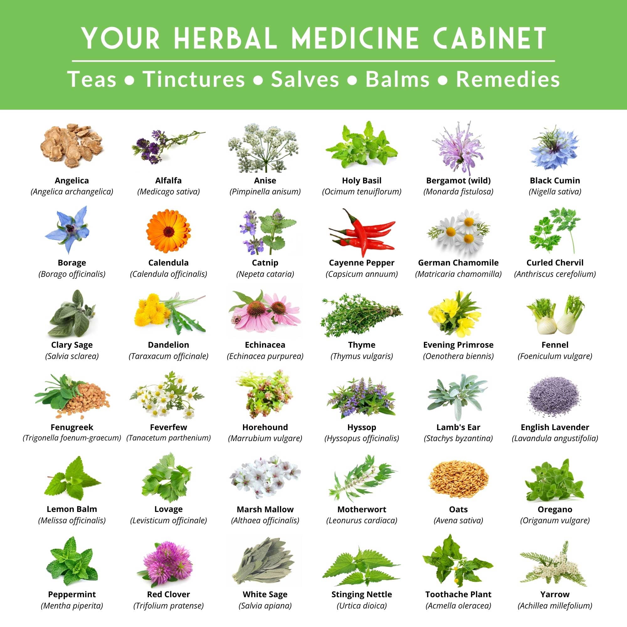 36 Pack Ultimate Medicinal Herb Seed Collection - Full Sun Perennials & More