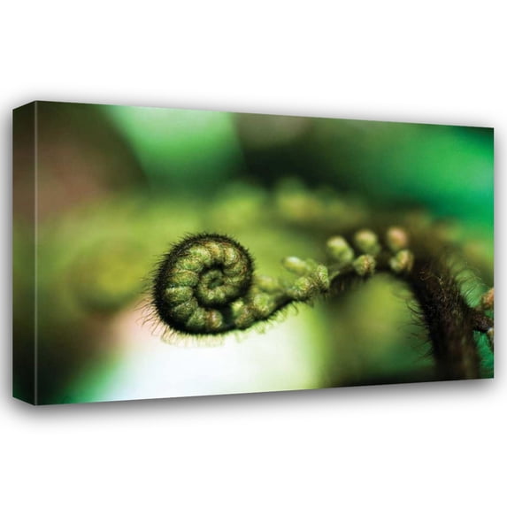 Bob Stefko 18x13 Gallery Wrapped Canvas Wall Art Titled - Black Tree Fern I