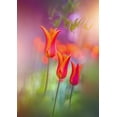 thumbnail image 2 of Love Grams 18x24 Black Ornate Wood Framed with Double Matting Museum Art Print Titled - Tulip Rainbows, 2 of 4