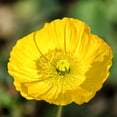 thumbnail image 5 of Champagne Yellow Icelandic Poppy - Vibrant Flowering Perennial for Garden Borders & Containers, Attracts Pollinators, Non-Toxic, Easy Care  1 Gallon (Pack of 10), 5 of 11