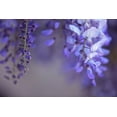 thumbnail image 2 of Crane, Rita 24x17 Black Ornate Wood Framed with Double Matting Museum Art Print Titled - Delicate Wisteria II, 2 of 4