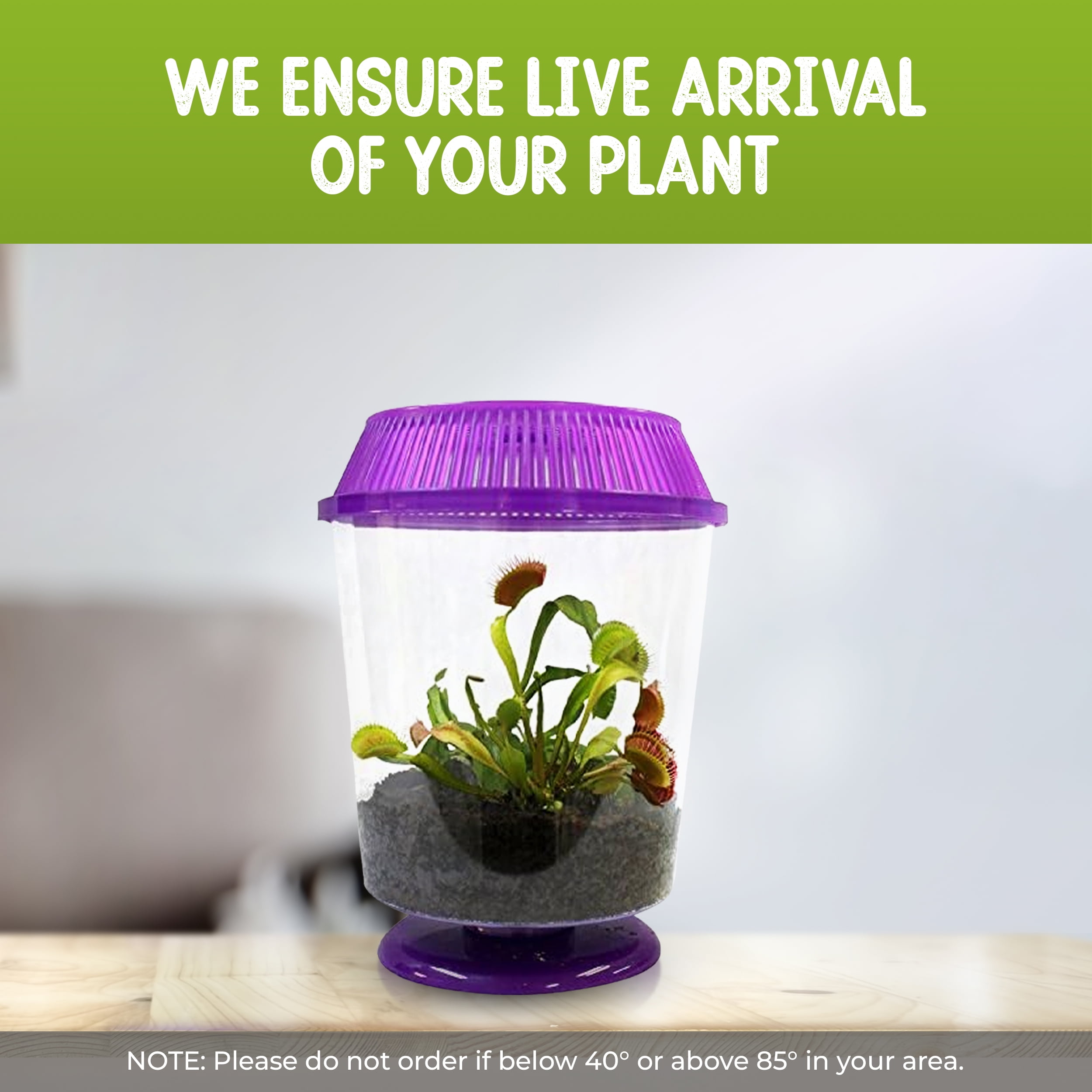 Venus Fly Trap Live Plant with Assorted Color 4.5” Terrarium +Carnivorous Plant Soil and Live Venus Flytrap