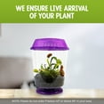 thumbnail image 6 of Venus Fly Trap Live Plant with Assorted Color 4.5” Terrarium +Carnivorous Plant Soil and Live Venus Flytrap, 6 of 8