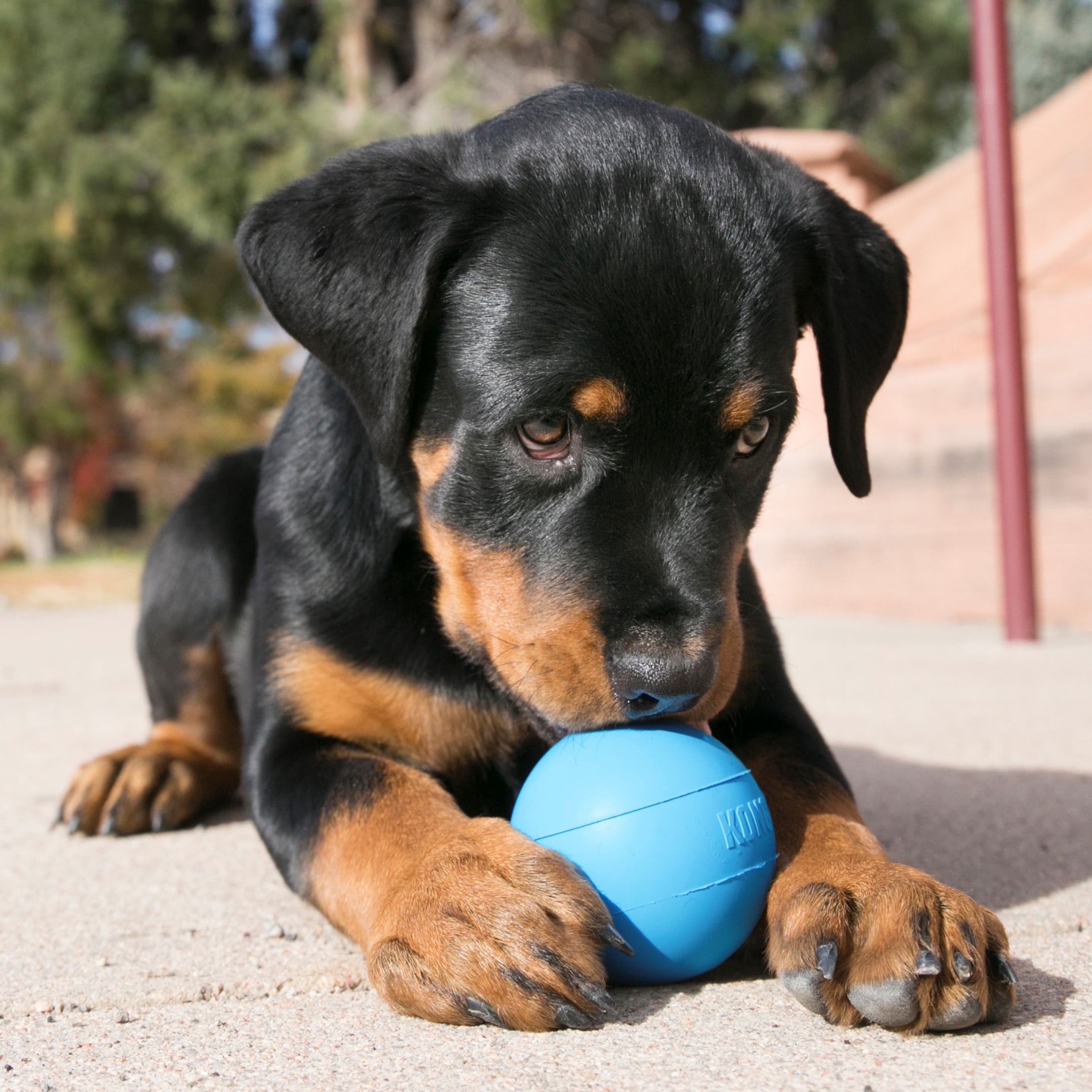 KONG® Puppy Puncture Resistant Ball with Hole, Blue, Medium/Large for Beginner Chewers