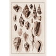 thumbnail image 3 of Sowerby, G.B. 11x14 Black Modern Framed Museum Art Print Titled - Shells: Trachelipoda #6 (Sepia), 3 of 5