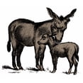 thumbnail image 3 of CafePress - Donkeys Dark T Shirt - Men's Classic Cotton T-Shirts, 3 of 3
