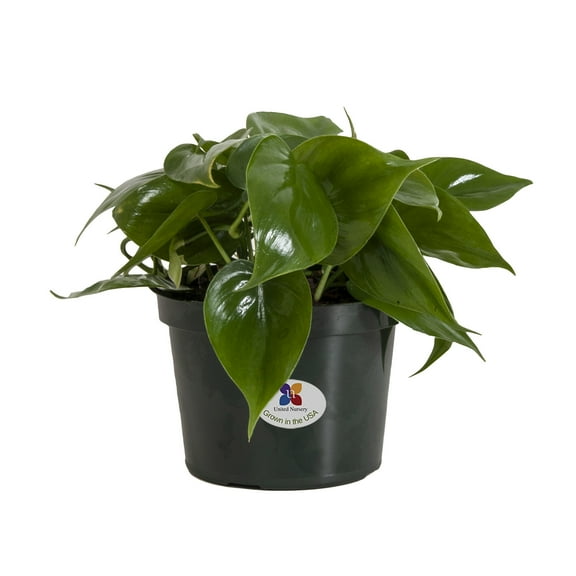 United Nursery Live Philodendron Heart Leaf Plant 8-12 inches Tall in 6-inch Grower Pot