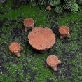 thumbnail image 2 of Exquisite Resin Miniature Table & Chair Landscape Ornament - Handcrafted Garden Decoration for Home Desktop Decor, 2 of 5