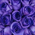 thumbnail image 4 of Tinted Purple Roses 50 Stems of Farm Direct Fresh Cut Flowers by Bloomingmore, 4 of 7