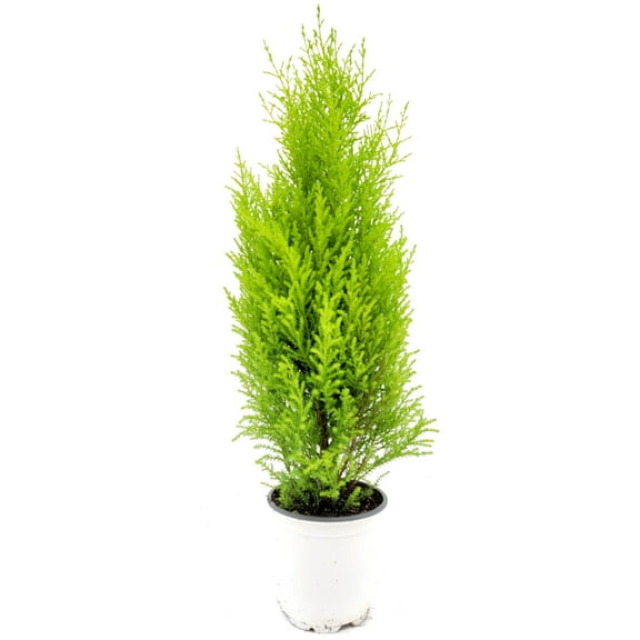 Lemon Cypress Tree, 4.5-inch Pot, Cupressus macrocarpa, Goldcrest Cypress Lemon Fragrance, Indoor Trees, Bonsai Trees, Holiday Gift