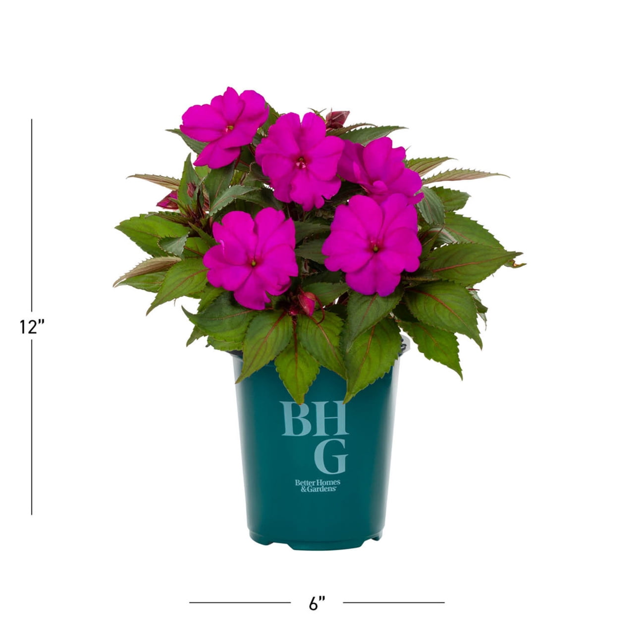 Better Homes & Gardens 1.5PT Purple New Guinea Impatiens Live Annual Plant Sun 5-Pack
