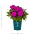 thumbnail image 4 of Better Homes & Gardens 1.5PT Purple New Guinea Impatiens Live Annual Plant Sun 5-Pack, 4 of 6