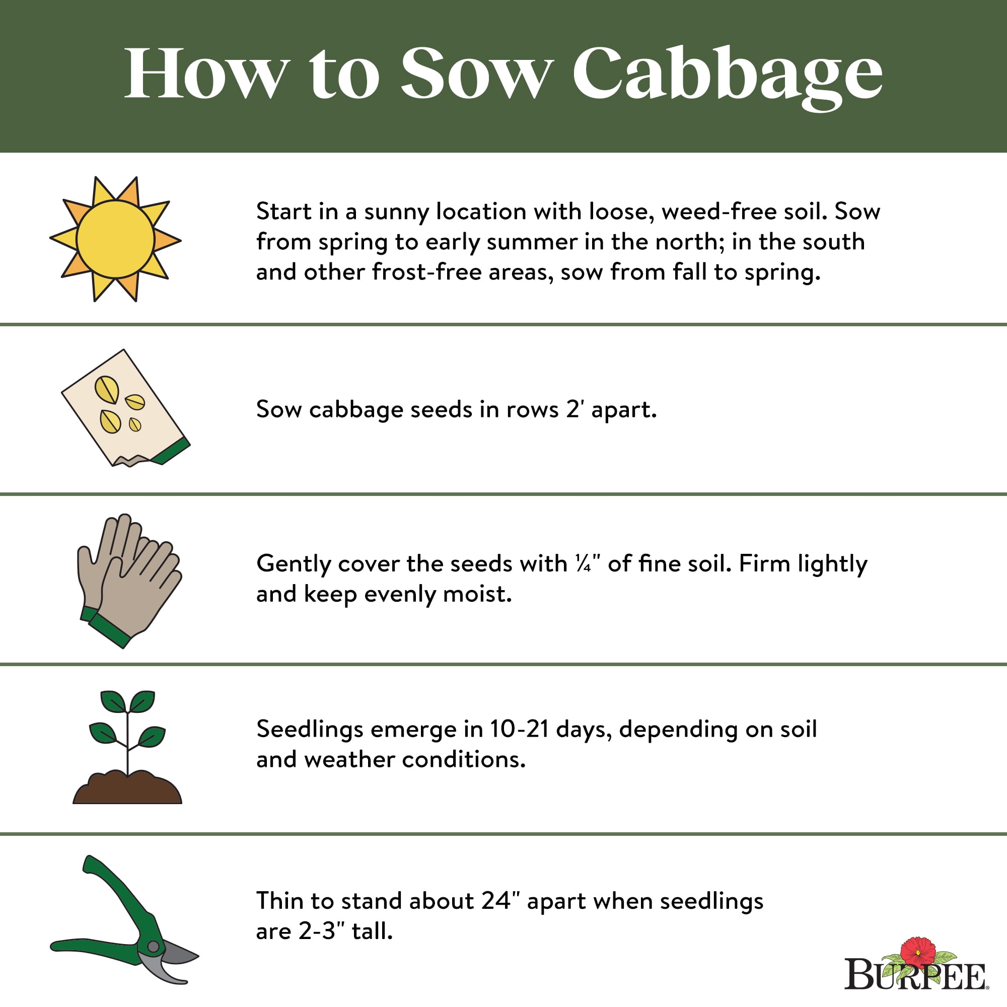 Burpee Organic All Seasons Cabbage, Plant Seeds for Home Garden