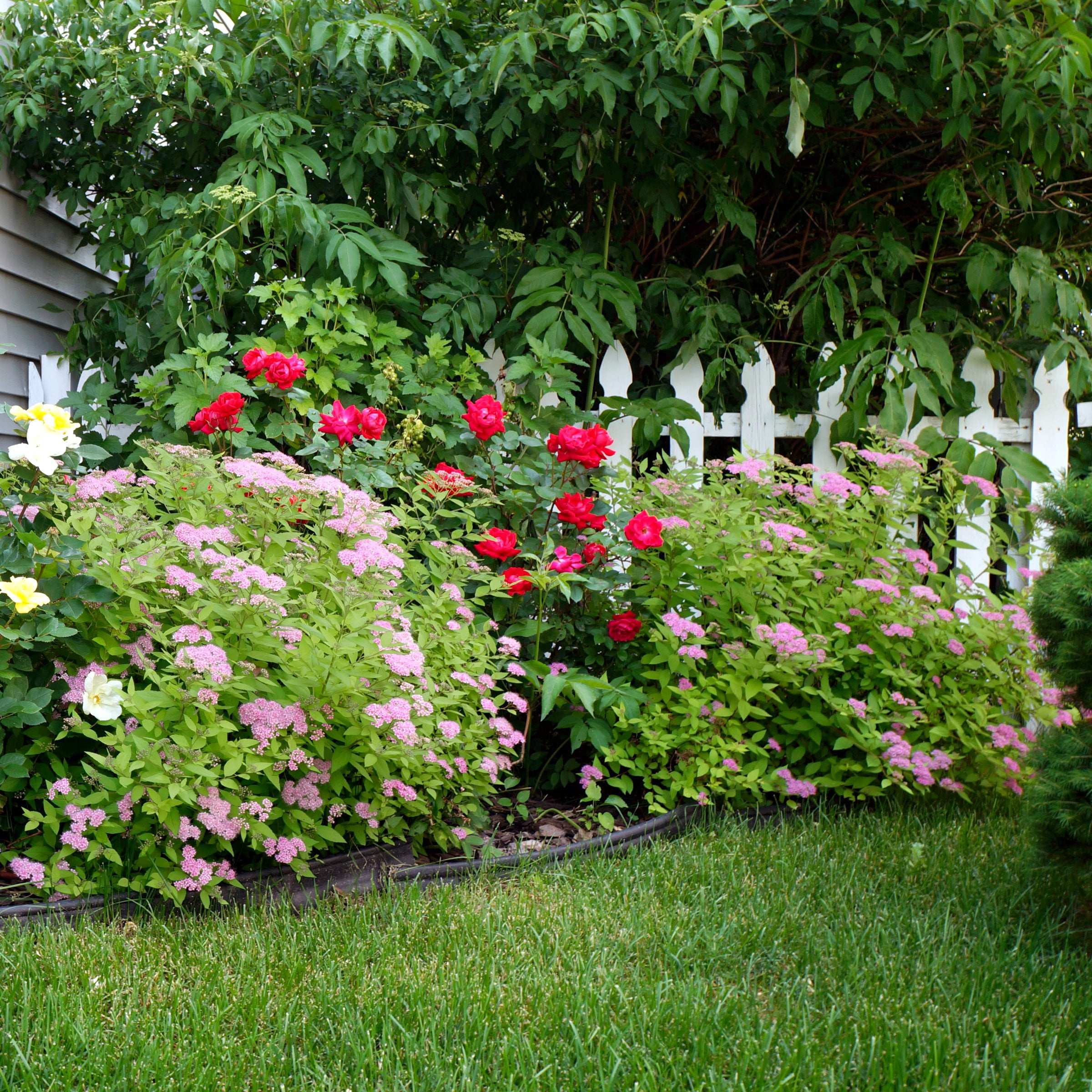 National Plant Network 3 gal. Spirea Little Princess Shrub