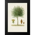 thumbnail image 2 of Unknown 11x14 Black Modern Framed Museum Art Print Titled - Antique Tree with Fruit X, 2 of 5