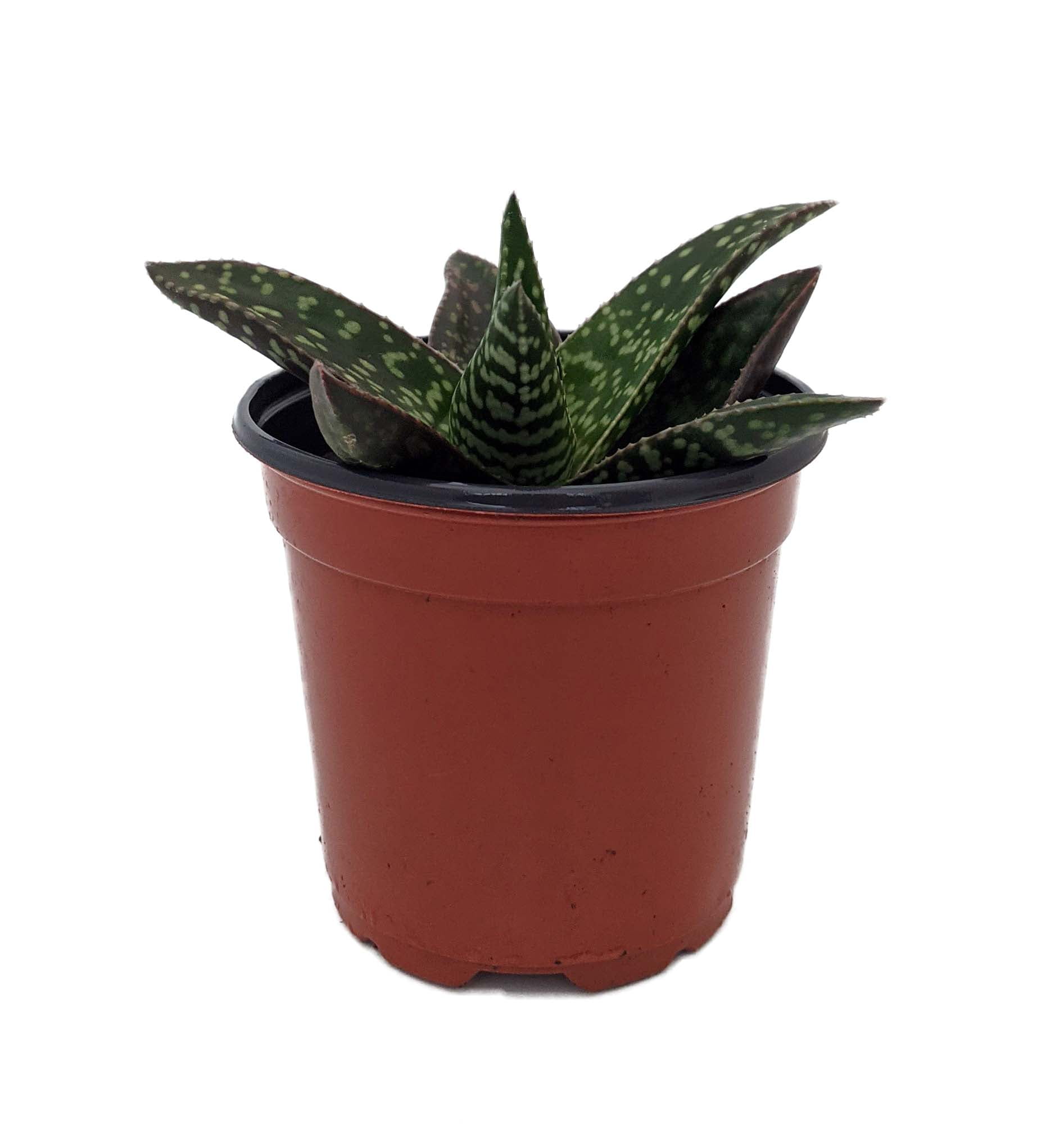 Zilla Tiki Succulent Plant - Gasteria/Aloe Hybrid - 4" Pot - Walmart.com