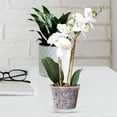 thumbnail image 3 of 4 Inch 5 Pack Orchid Pots with Holes and Saucers  Clear Plastic Plant Pot Indoor, 3 of 10