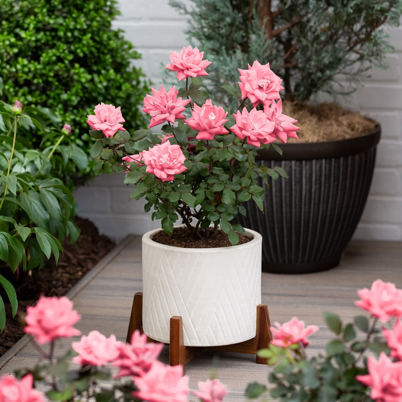 The Knock Out® Family of Roses 'The Coral Knock Out® Rose' Live Shrub in 2-Gallon Grower Pot