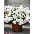 thumbnail image 7 of Seedville 50 Dwarf White Impatiens Flower Seeds, 7 of 7
