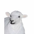 thumbnail image 3 of MOE'S Home STATUE de Mouton en Peluche Blanche, 3 of 3