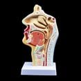 thumbnail image 4 of Modelo de Anatomía Humana de la Cavidad Nasal Garganta Sunnimix 4.7 × 4.7 × 9.5 Pulgadas, 4 of 7