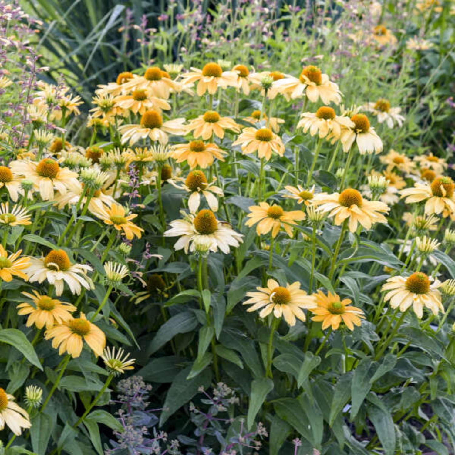 Proven Winners 6" Orange Color Coded 'One in a Melon' Coneflower Live Plant in 7.5" Pot