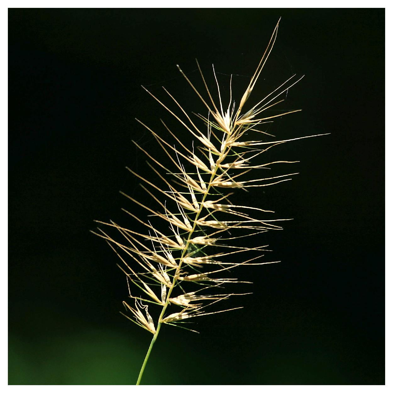 Everwilde Farms - 1 lb Bottlebrush Grass Native Grass Seeds - Gold Vault Bulk Seed Packet