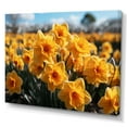 thumbnail image 2 of Designart "Daffodils landscape Yellow Vibrant I" Floral Wall Art Print, 2 of 5