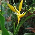 thumbnail image 4 of 2 Yellow Gold Bird of Paradise Plant Live from 6-11 Inch, Suitable for Outdoor Garden, 4 of 6