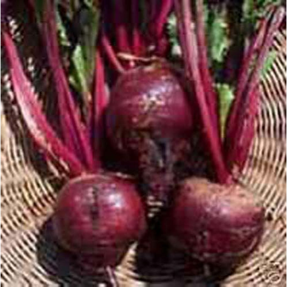 Beet Early Wonder Tall Top Great Heirloom Vegetable 1,500 Seeds