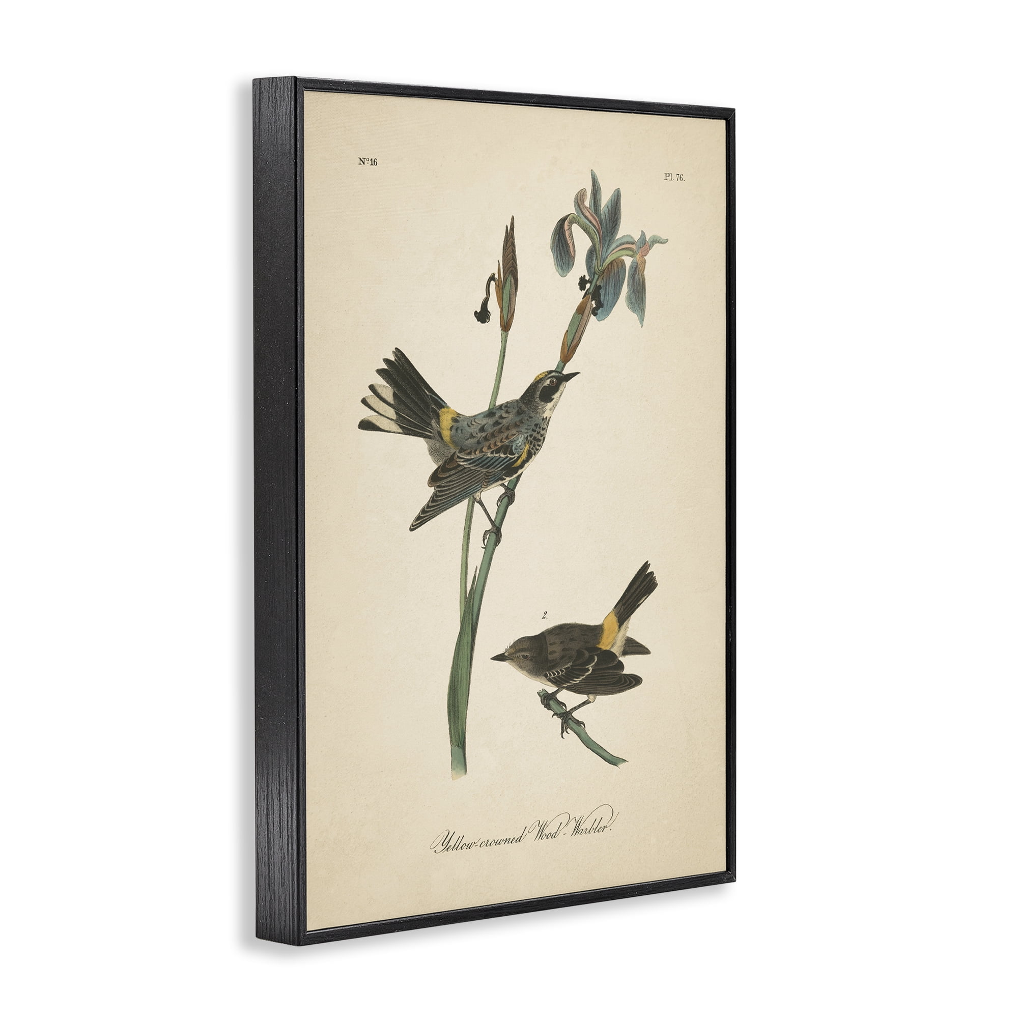 Stupell Industries Vintage Warbler Study Animals & Insects Painting Black Framed Art Print Wall Art, 12 x 18