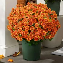 Artificial Mums for Outdoors,Artificial Sunset Mums,Sunset Mums Flowers-UV Resistant,Waterproof,Windproof,Fake Fall Flower Daisy With Eucalyptus,Look Real,Full,Vibrant(5Bundle Orange)