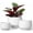 White, variant on Tekola Ceramic Plant Pots, 4.1+5.1+6.5 inch, Set of 3, Planters with Drainage Hole and Saucer, Indoor Flower Pot with Hole Mesh Pad, Gifts for Mom, White