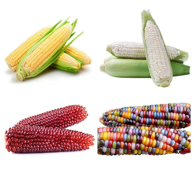 200+ Corn Seeds for Planting (4 Varieties) Glass Gem Corn, Sweet Corn, Silver Queen Corn, red Corn Non-GMO Heirloom, 90% Germination Rates Open Pollinated
