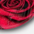 thumbnail image 5 of Designart 'Red Rose Petals with Rain Droplets' Ultra Glossy Floral Metal Circle Wall Art, 5 of 5
