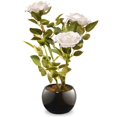thumbnail image 1 of Potted White Carnations Black Round Ceramic Base, 1 of 1
