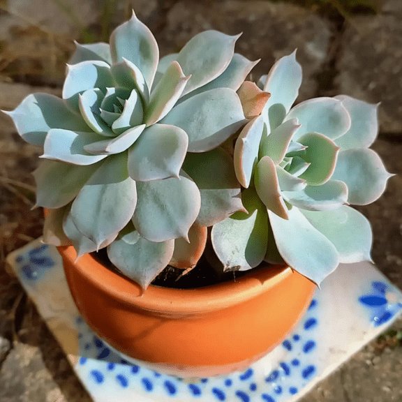 Morning Beauty, Echeveria Subsessilis, Rosette Succulent, Blue Plant, Live Plant in 4'' Pot